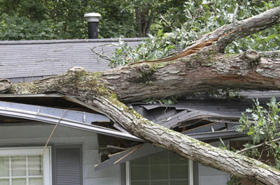 Fallen branch in Lansing after a storm.